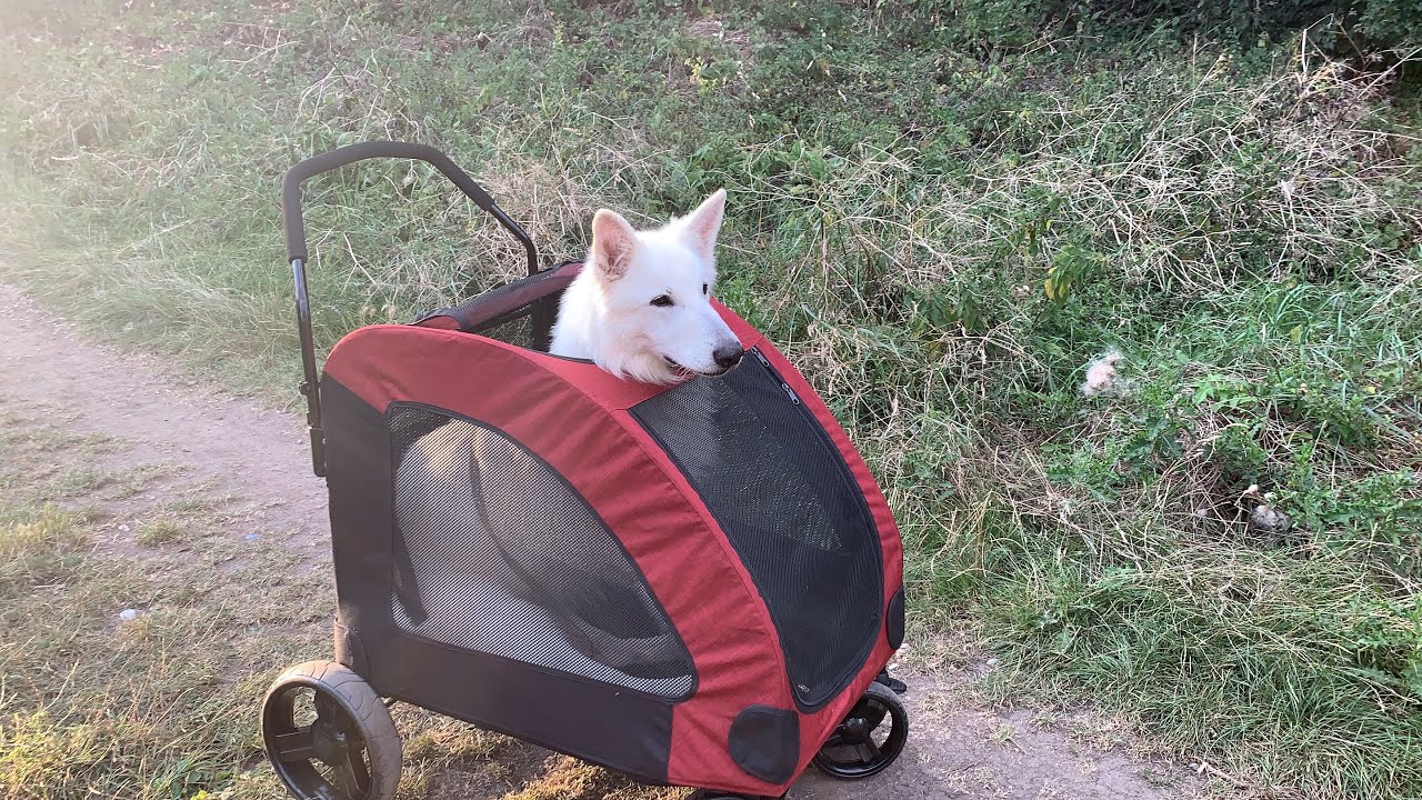 Unboxing amzdeal best pet stroller