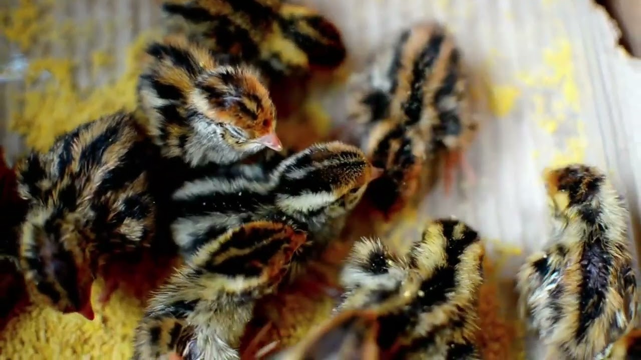 striped baby chickens