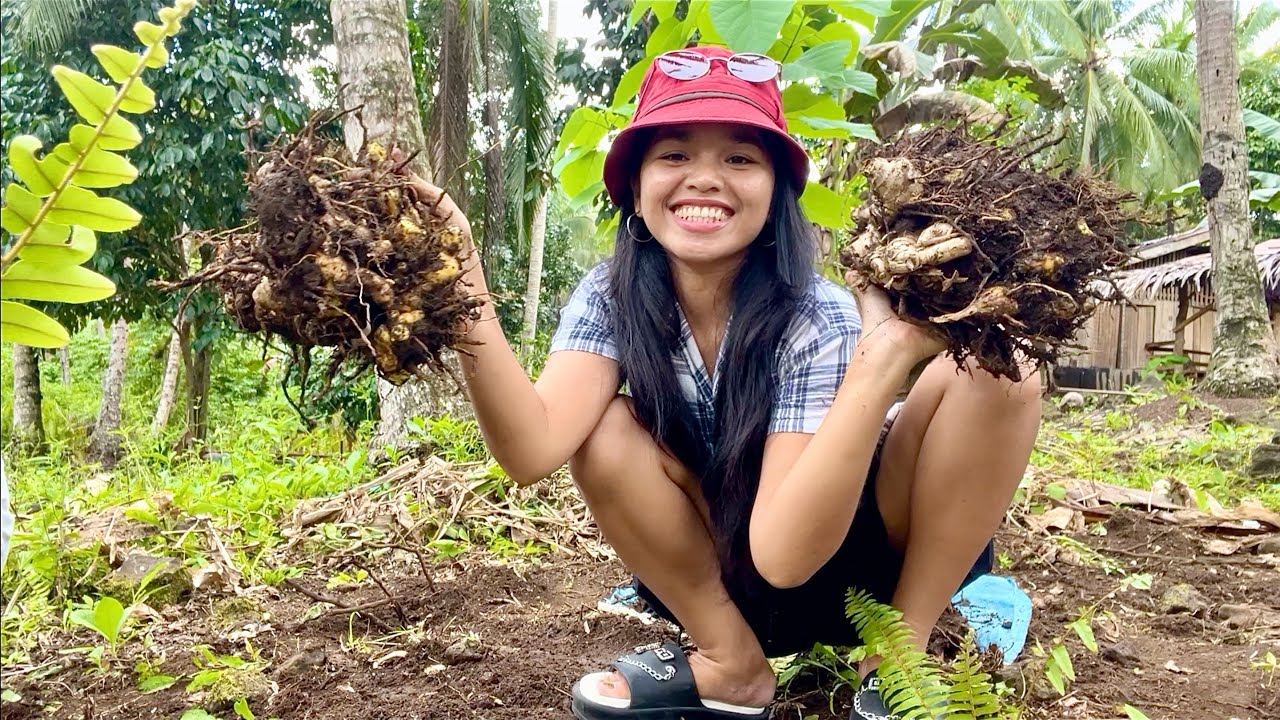 Сбор урожая куркумы в провинции Филиппин