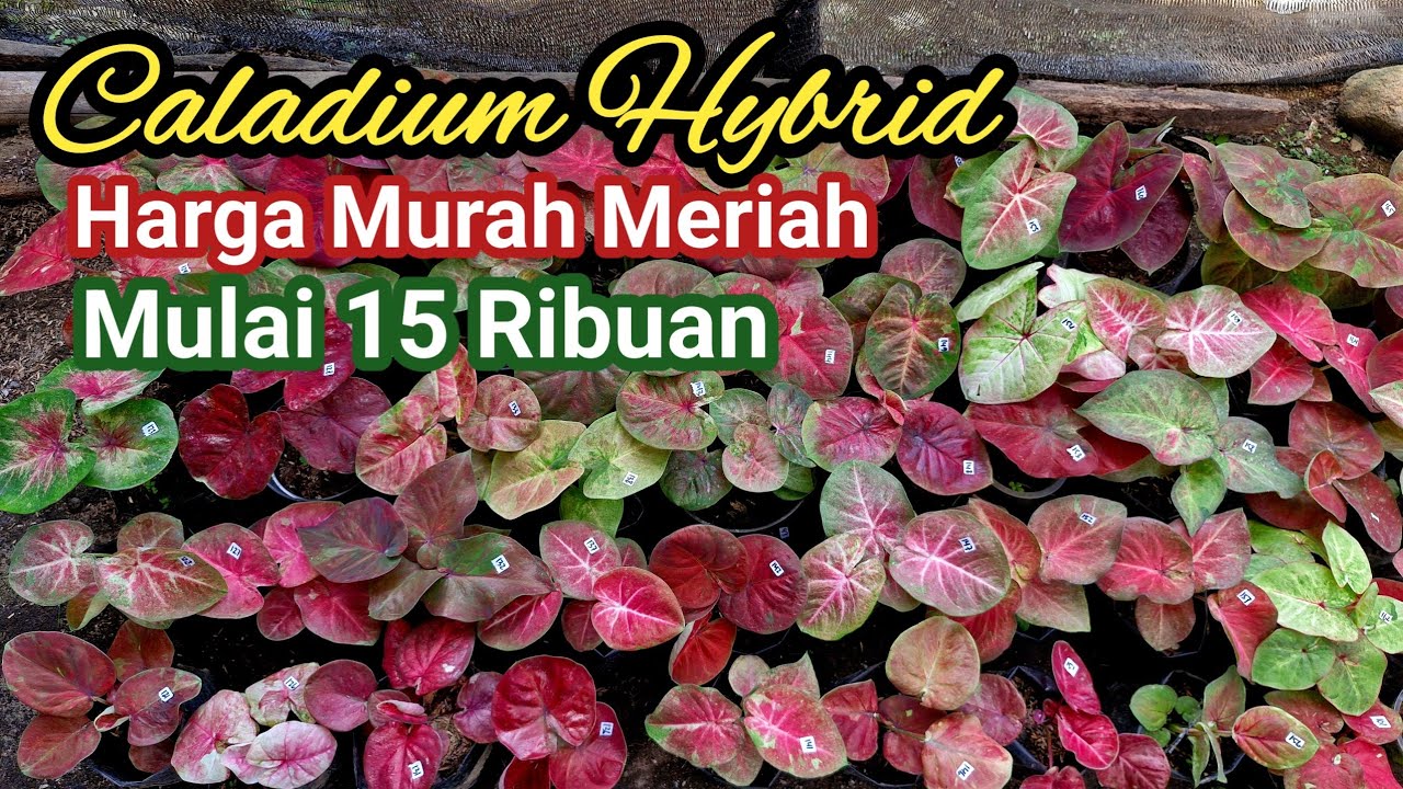 Caladium Termurah Mulai 15 Ribuan Part#684