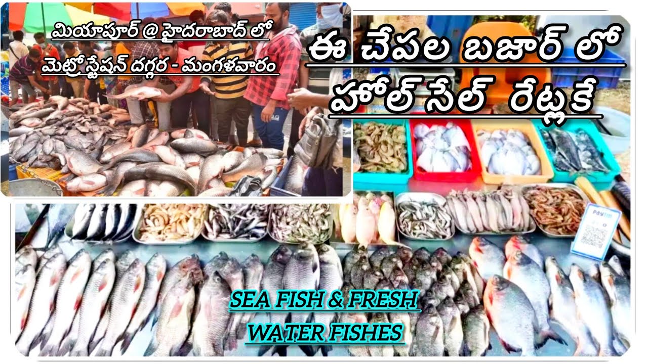 || Best Fish Market at Miyapur Hyd || అన్నీ రకాల చేపల దొరికే ఒకే చోటు #Sea fish & Fresh water fish #