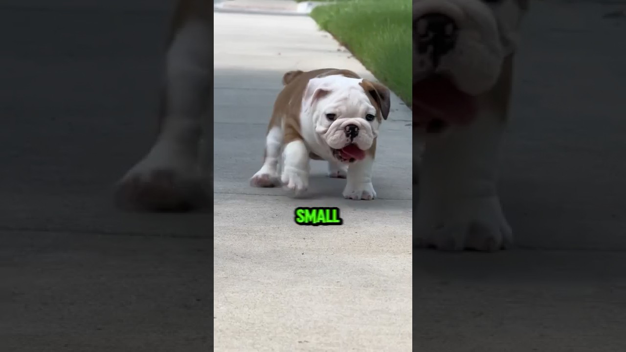 Топ-5 самых известных пород собак в Америке 🇺🇸🐕 