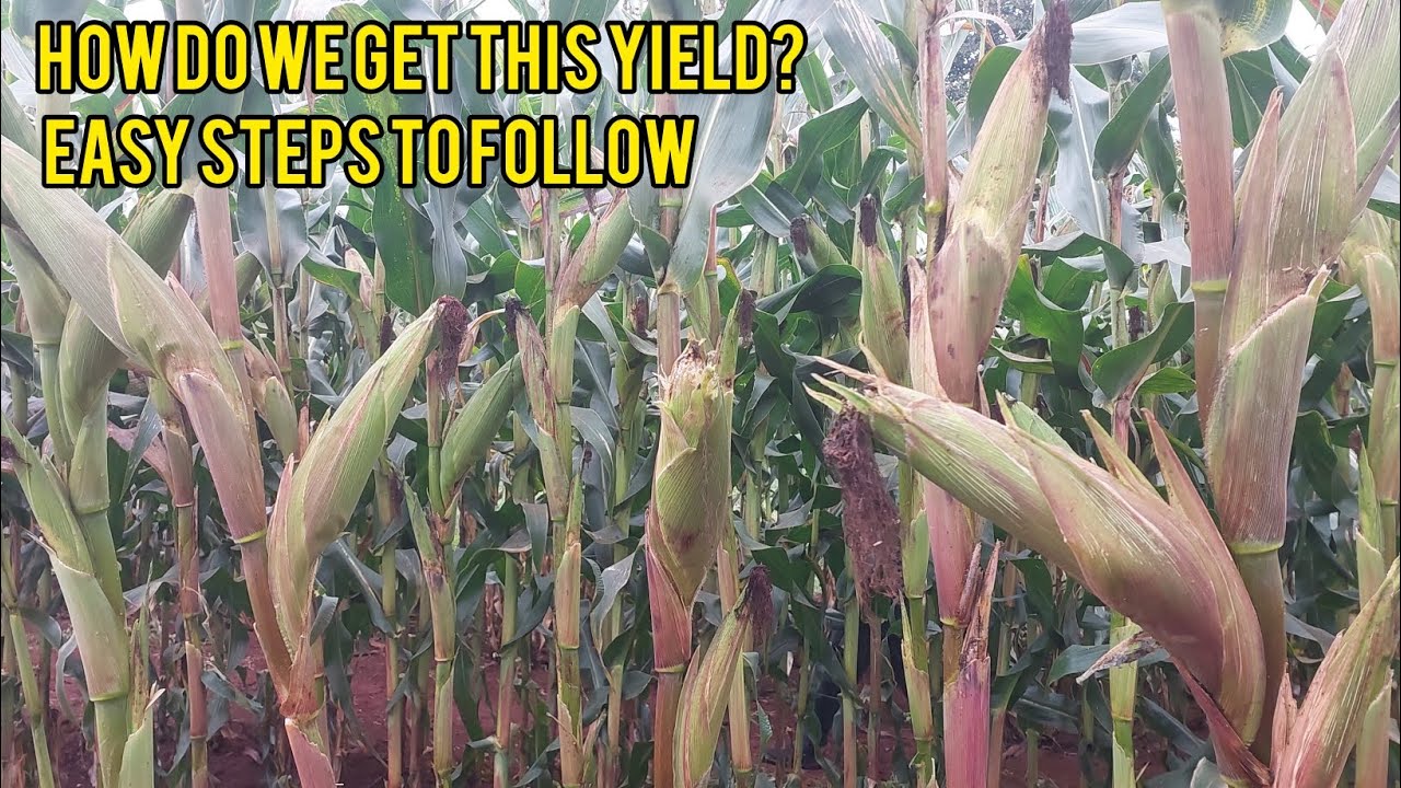 MAKE MILLIONS FARMING MAIZE. WE DID IT. CORRECT YOUR MISTAKES. STEPS