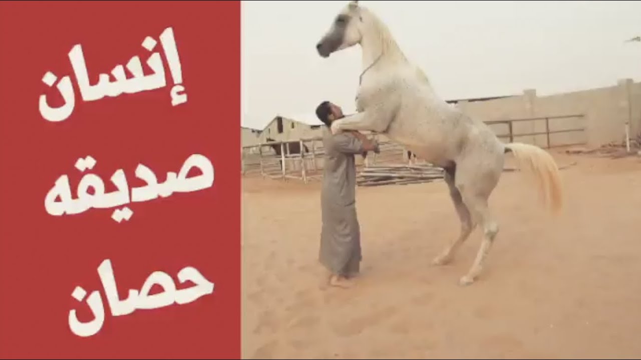 خيال سعودي يتحكم بحصانه بدون عنان!!