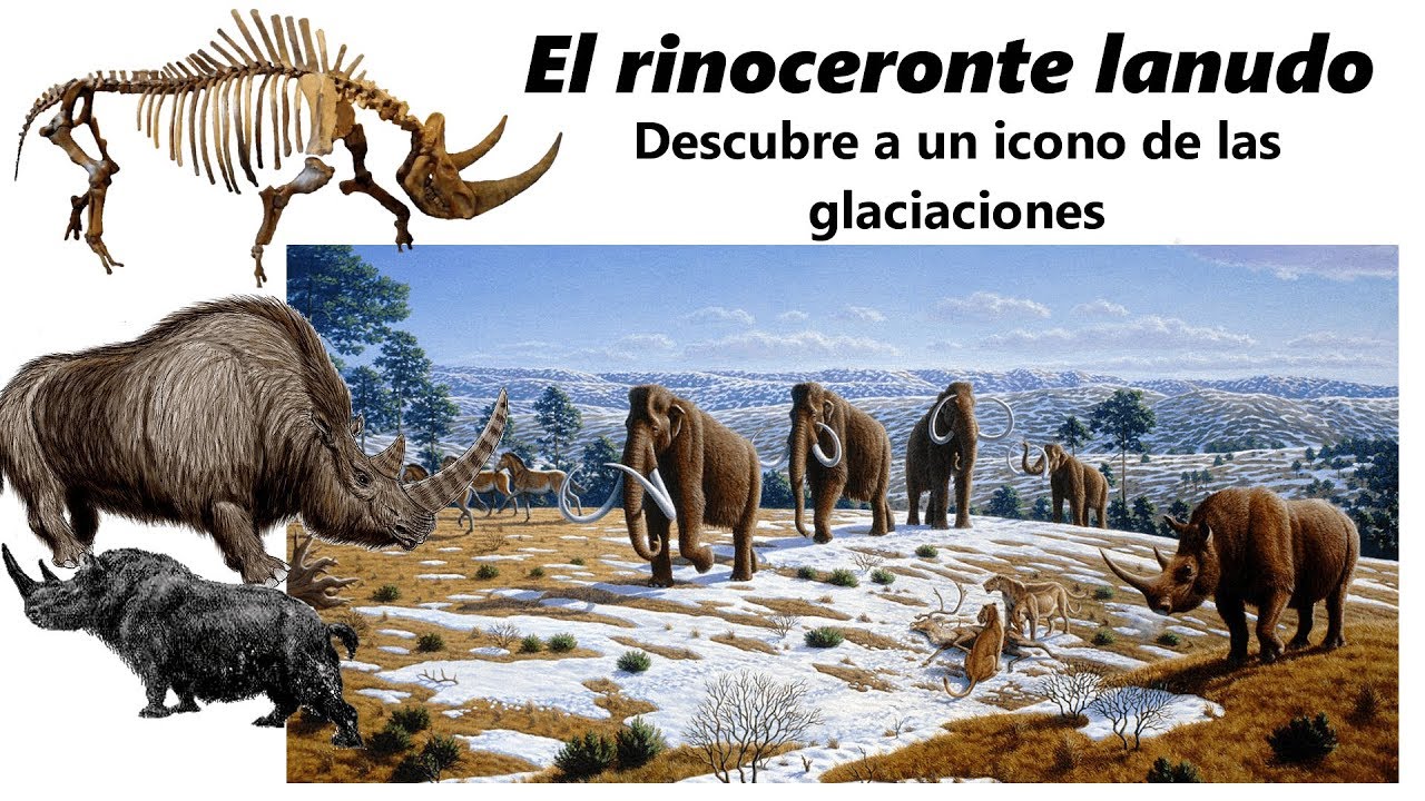 El rinoceronte lanudo. Descubre al icono de las glaciaciones