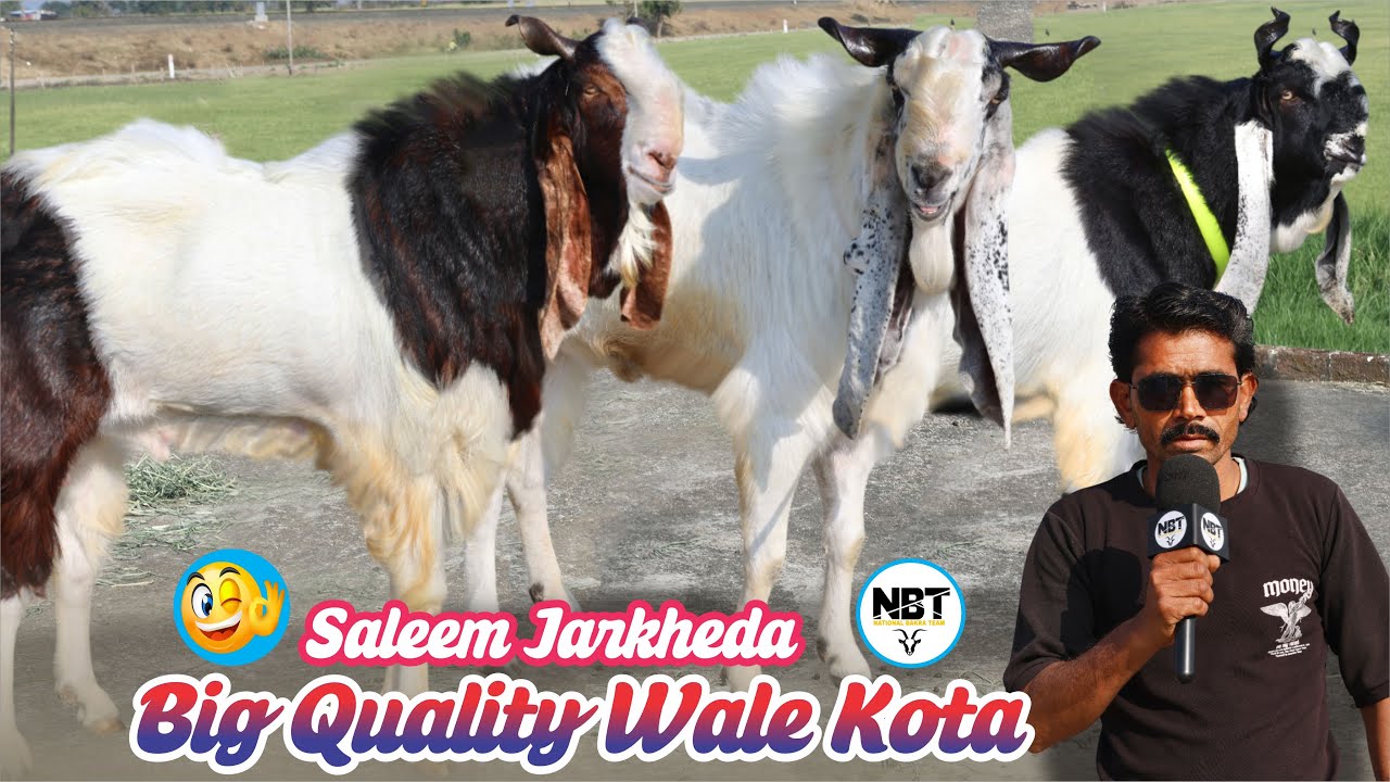 Big Quality Wale Kota At Saleem Jarkheda 