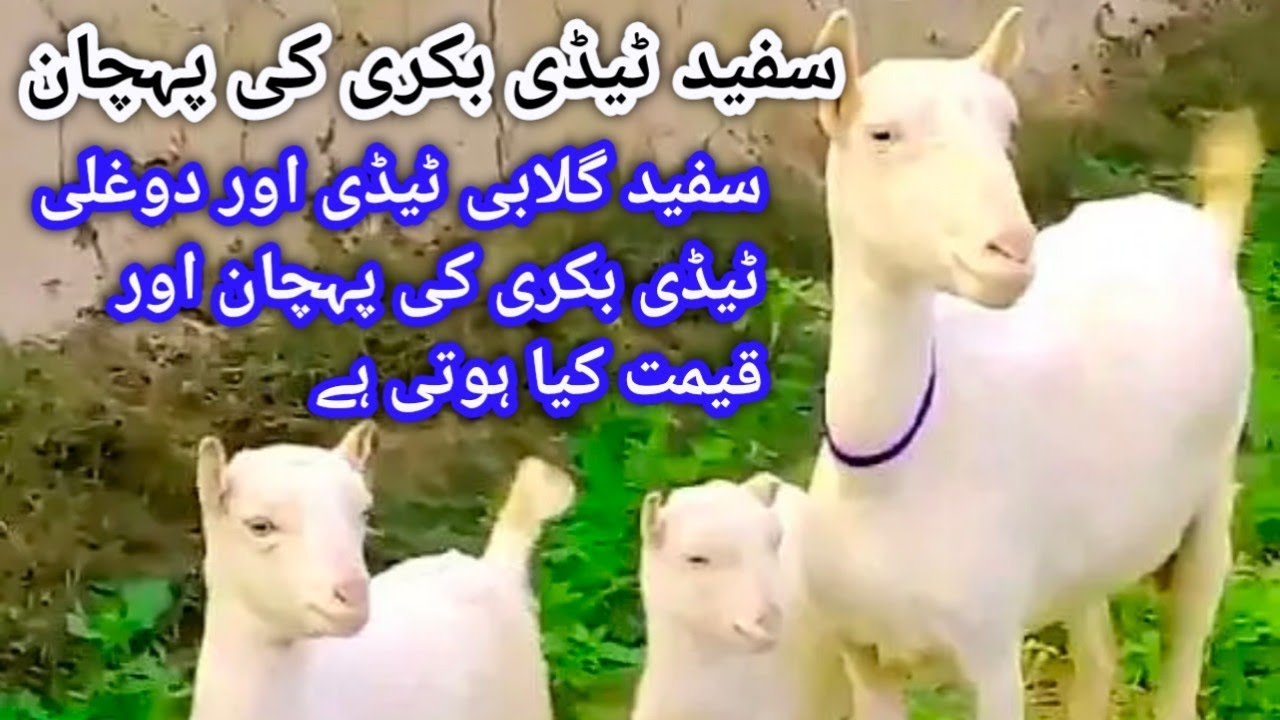 White Teddy Bakri Ki Pehchan or price ll Gulabi Teddy or dogli teddy bakri ke pehchan or rate ll