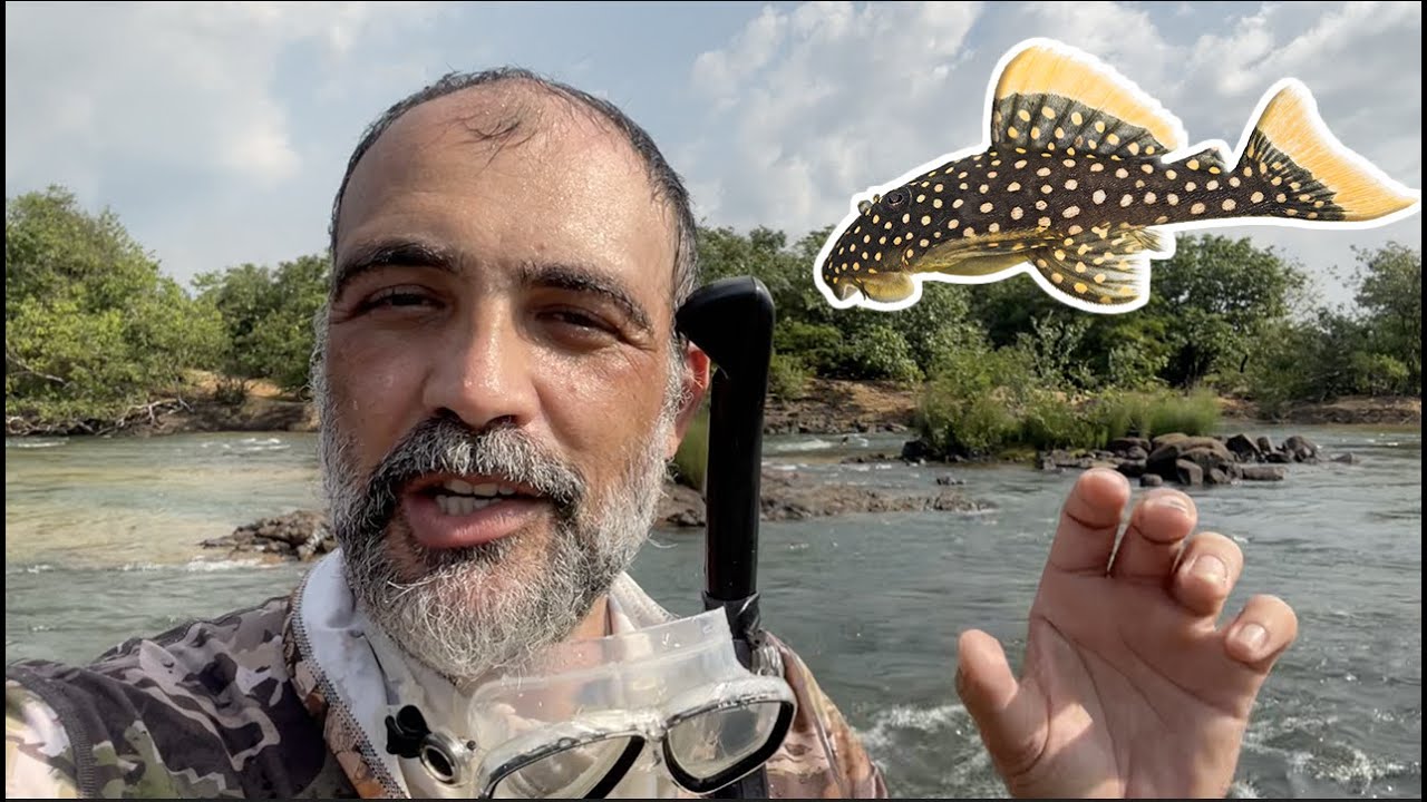 Cascudo pepita-de-ouro (e outros peixes) NA NATUREZA no RIO XINGU!