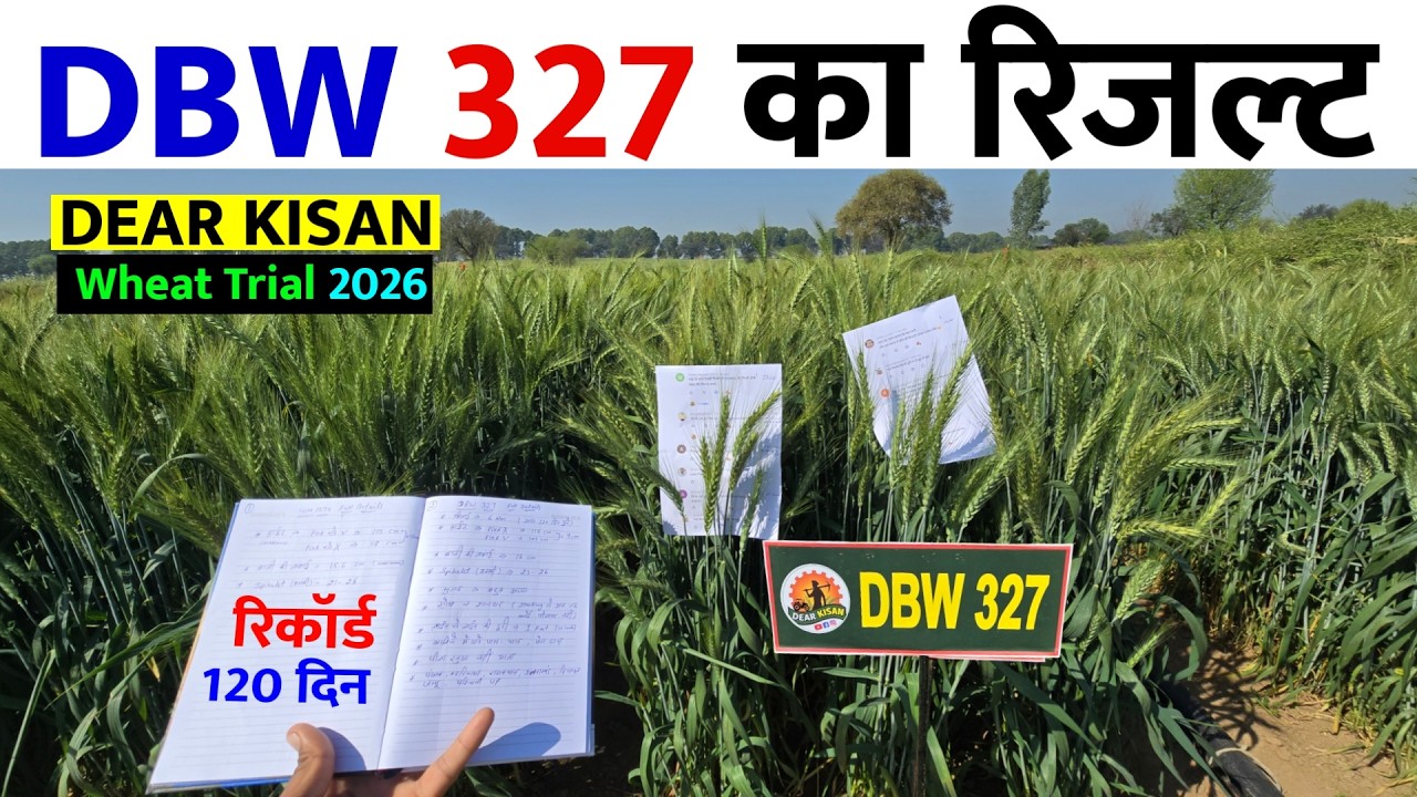 DBW 327 का 120 दिन पर रिजल्ट | वो सब जो आप जानना चाहते हैं | DBW 327 wheat variety result 2026