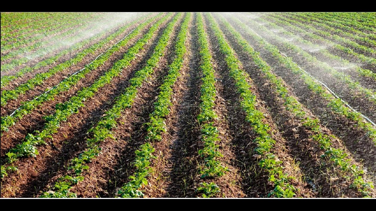 LIBERIA NEW LIBERTY FARM PROJECT AREA