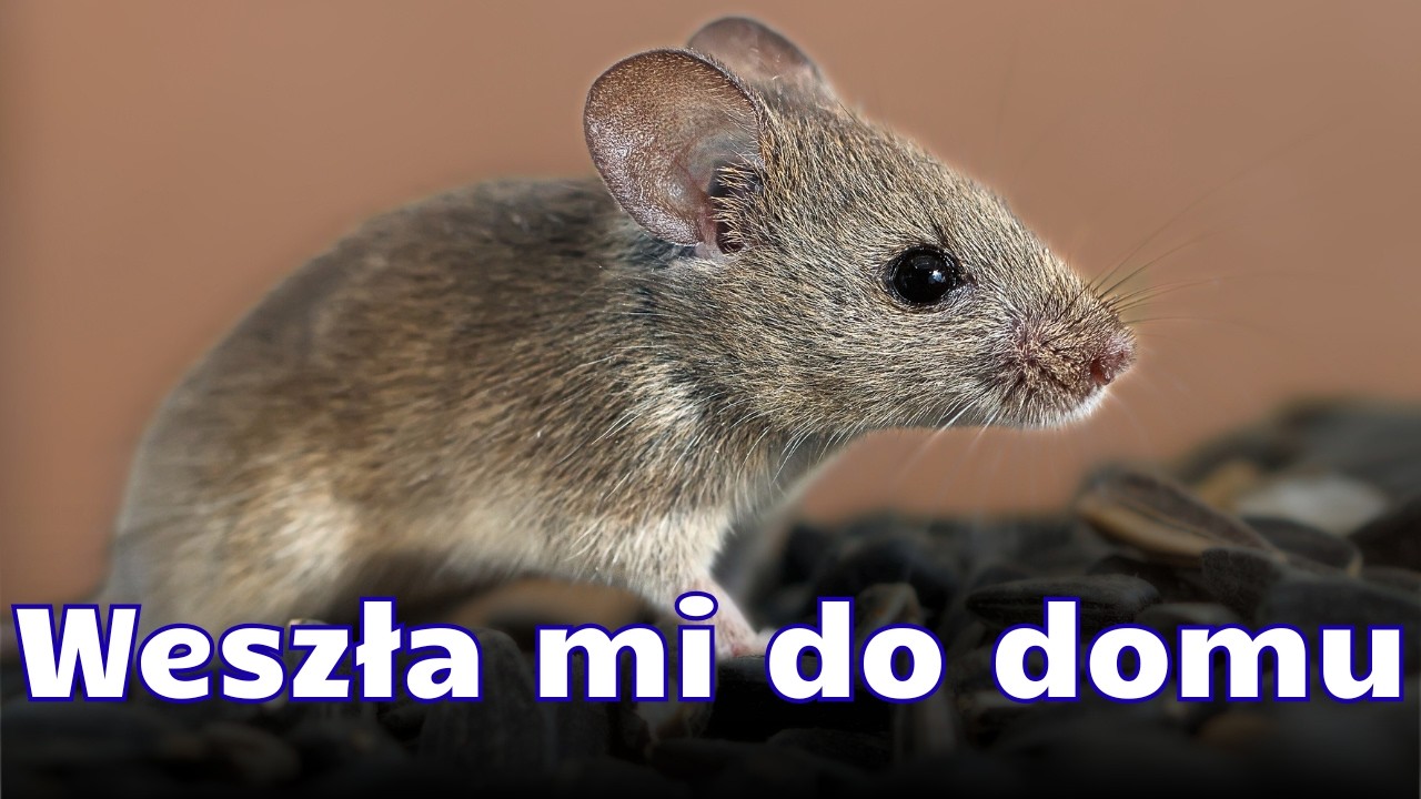 Dzika mysz w domu - czym się różni od myszy hodowlanej?