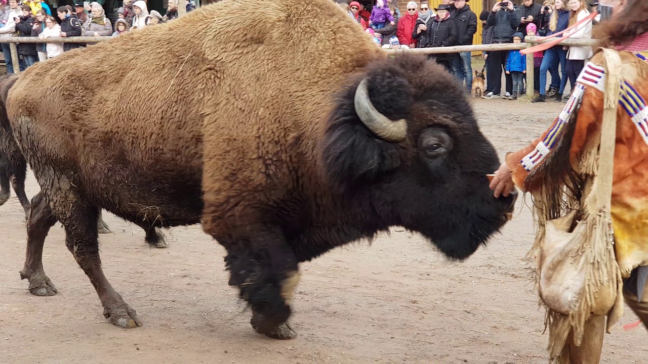 Pullman City Westernstadt im Harz 2 Buffalo Bills Wild West Show 20181