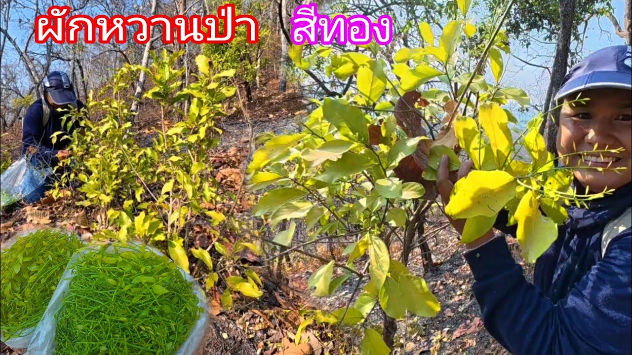 ขึ้นเขาหาผักหวานป่า ยอดอ่อนกำลังออกอ่อนๆเลย