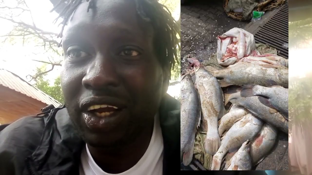 Nile Perch Swim Bladder Fish Maw From Gambella Ethiopia #Nileperch #fishmaw
