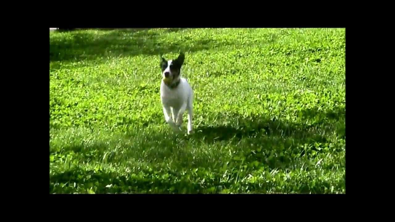 Bodeguero Andaluz (Ratonero) Cualidades