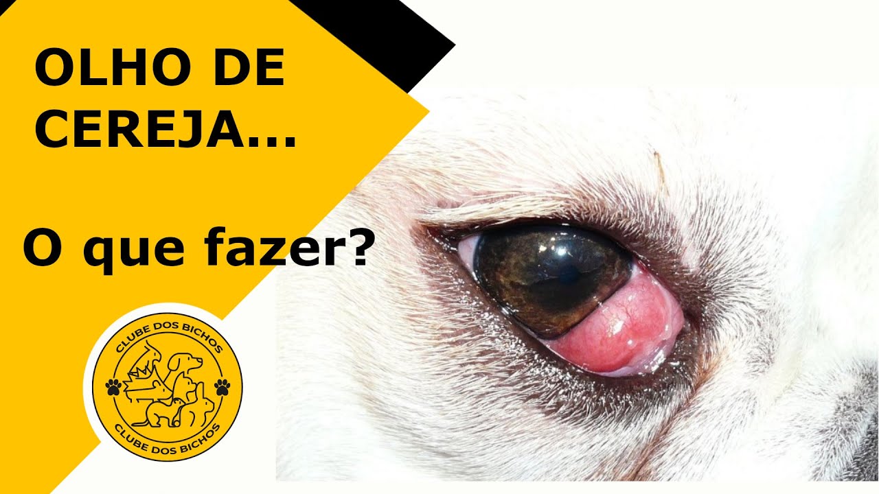 OLHO DE CEREJA / BOLINHA NO OLHO DO CACHORRO: O que é e como tratar?