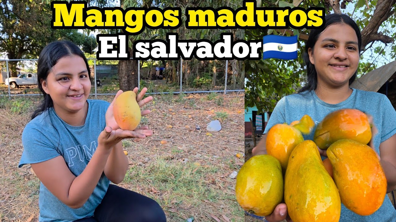🤤😱BUSCANDO MANGOS MADUROS EN EL CAMPO EN EL SALVADOR🤤🇸🇻