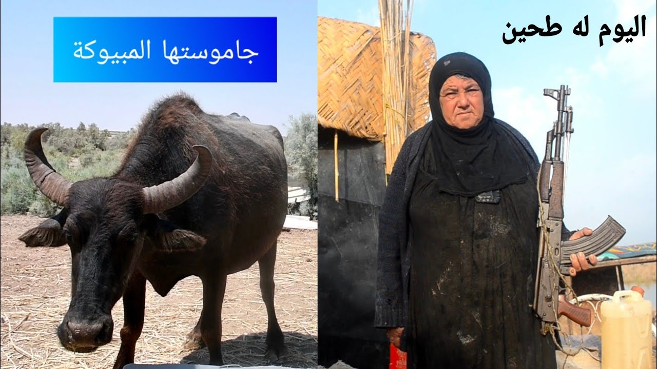 قطع مسافة أكثر من 70 كيلو بحثا عن جاموستها المبيوكة لكن أن تصدق ماذا وجدنا في منتصف الطريق