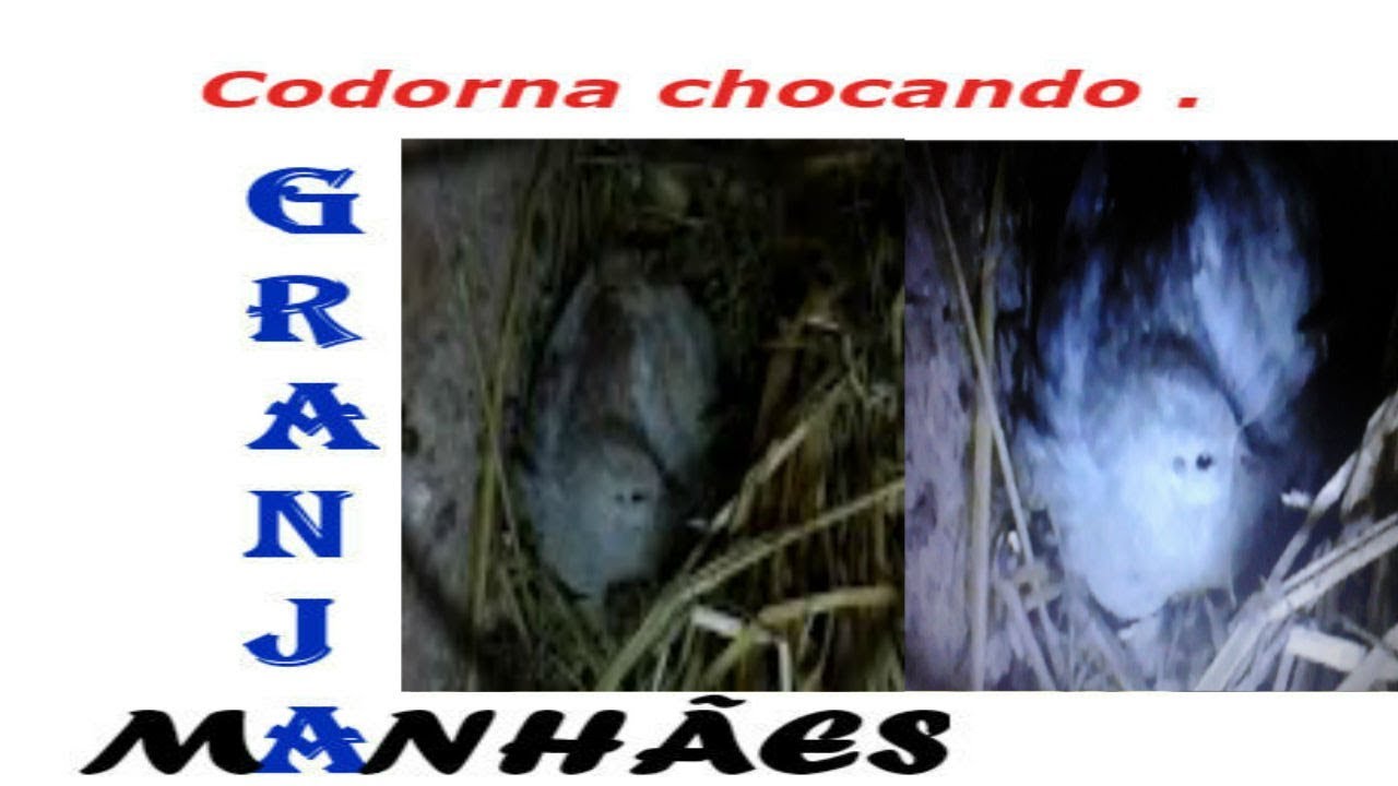 Codorna chinesa chocando