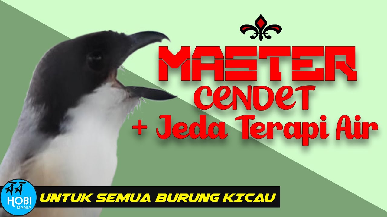 Master cendet / pentet + jeda terapi air. untuk isian materi burung kicau