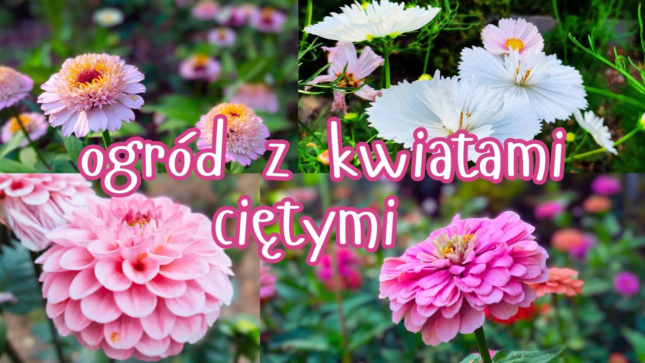OGRÓD Z KWIATAMI CIĘTYMI. PIĘKNA RABATA ZA GROSZE! Jak założyć rabatę OD ZERA.