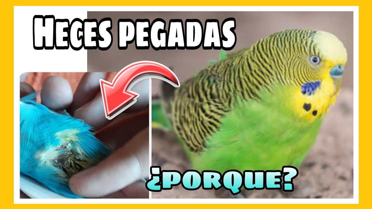 ¿PORQUE SE LE QUEDAN PEGADAS LAS HECES EN SU CLOACA MIS PERIQUITOS?