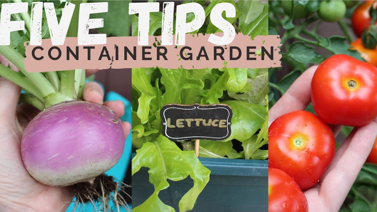5 Tips for Growing in Containers for Beginners | Urban Balcony Garden