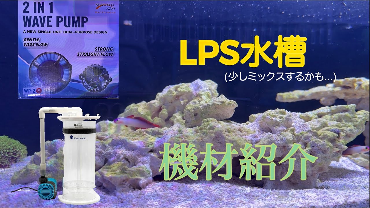 [サンゴ 海水魚水槽]　LPS水槽　機材紹介