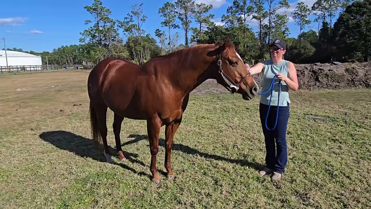 Geldings at Halter- December 2025