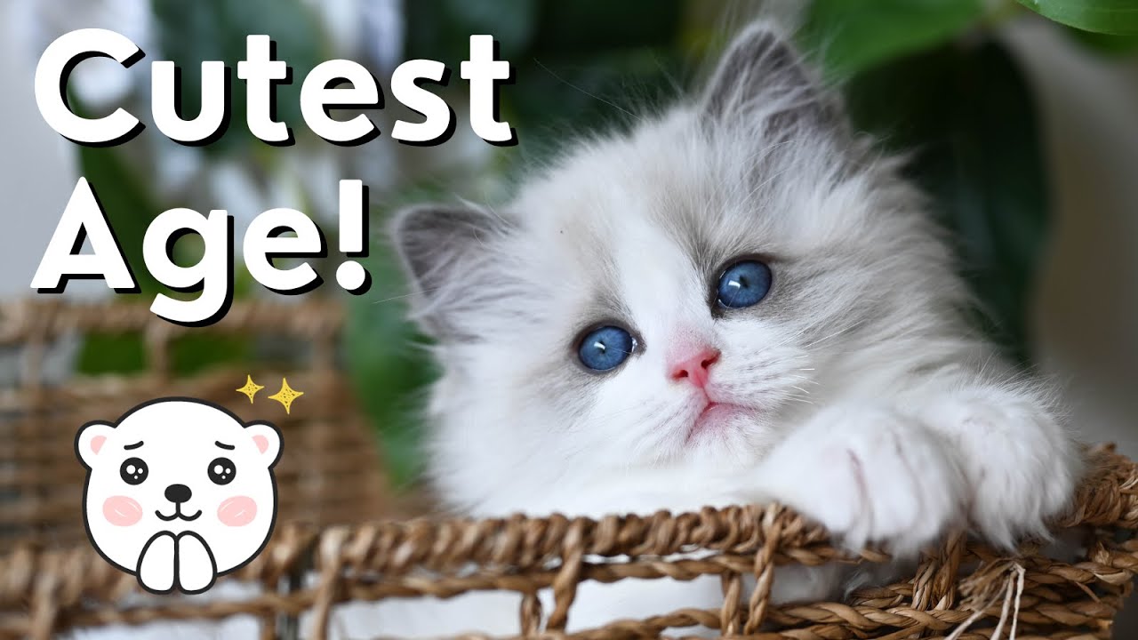 8 Week Old Ragdoll Kittens 😻 So Cute | Funny Kittens