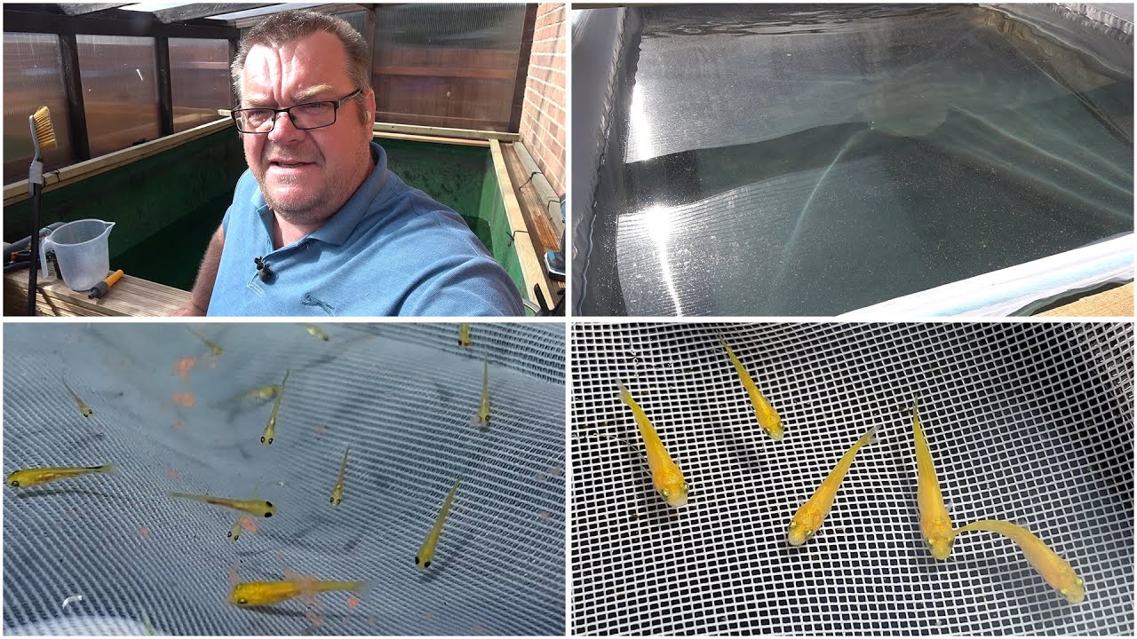 My Koi Breeding Project - Part 33 - Update on 17 day old Kujaku fry