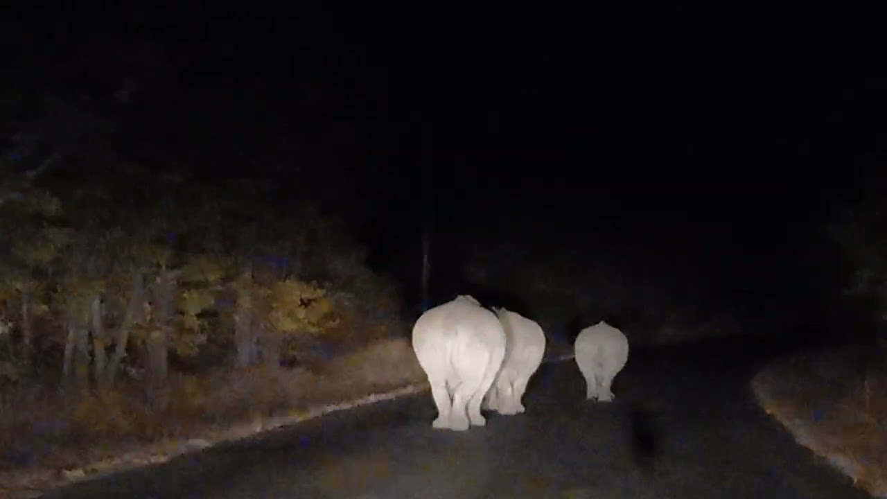 Rhino sighting at night