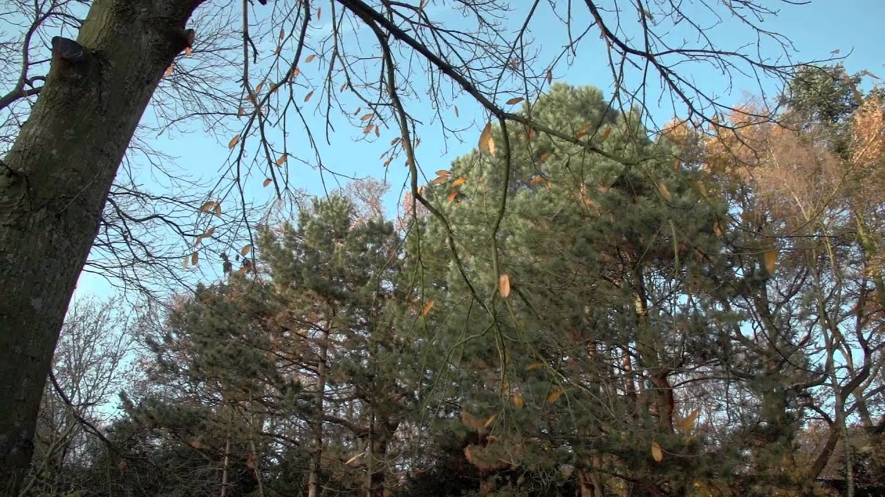 Een boom met oorlogsschade op  Landgoed Te Werve