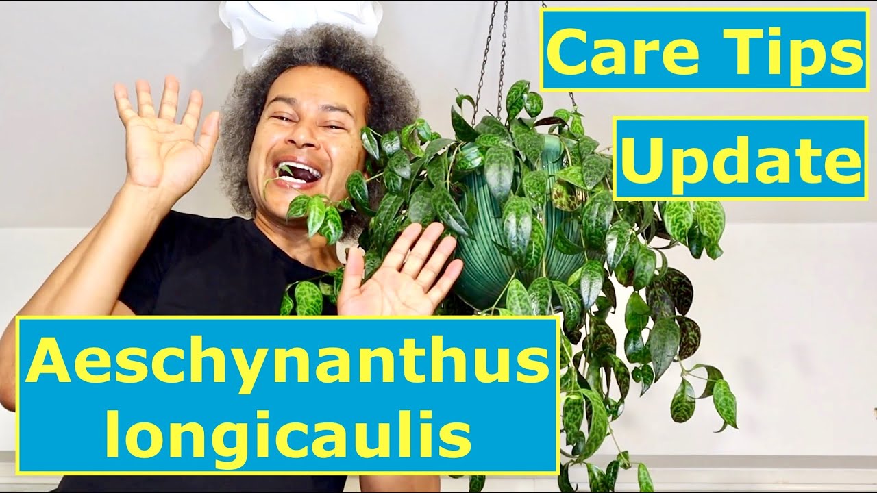 Update & Care Tips - Aeschynanthus longicaulis (Lipstick Plant)