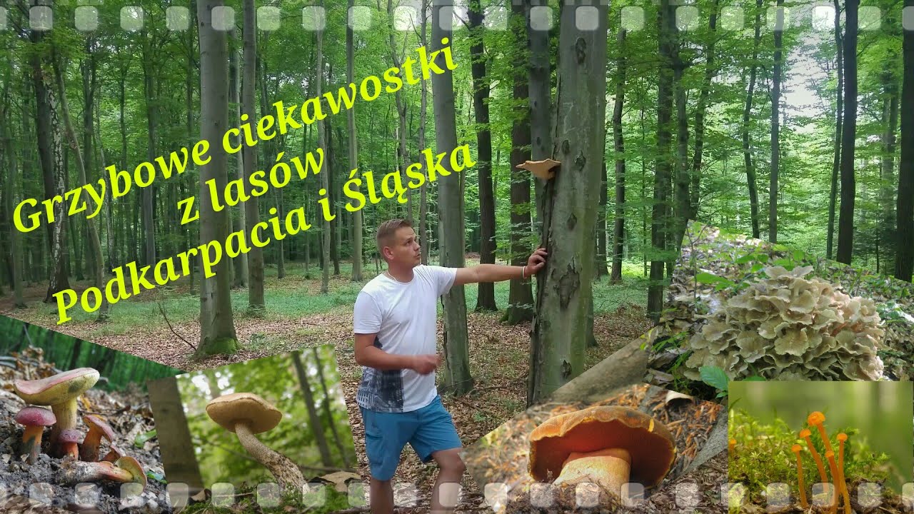 Paweł i Grzyby w śląskich i podkarpackich lasach - czerwiec