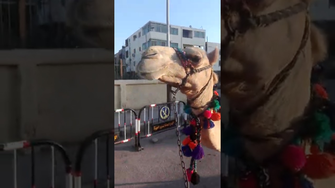 M&oacute;j wielbłąd SimSim . camel