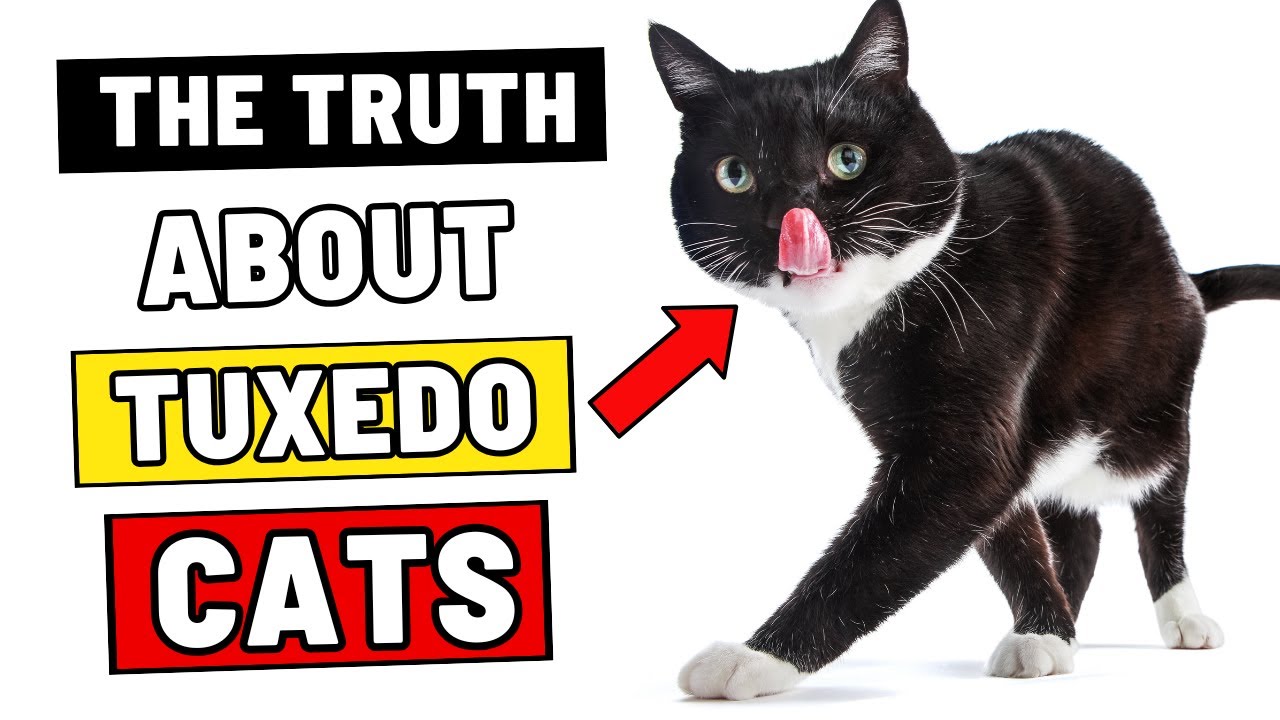 Be Careful If You Have a Tuxedo Cat, Here Is Why
