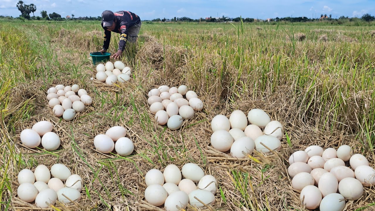 OMG unique- A farmer picked fresh duck eggs and had a lot of them, big and small.