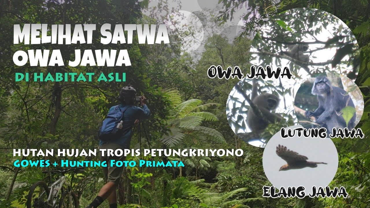 HUTAN LINDUNG PETUNGKRIYONO tempat hidup berbagai SATWA