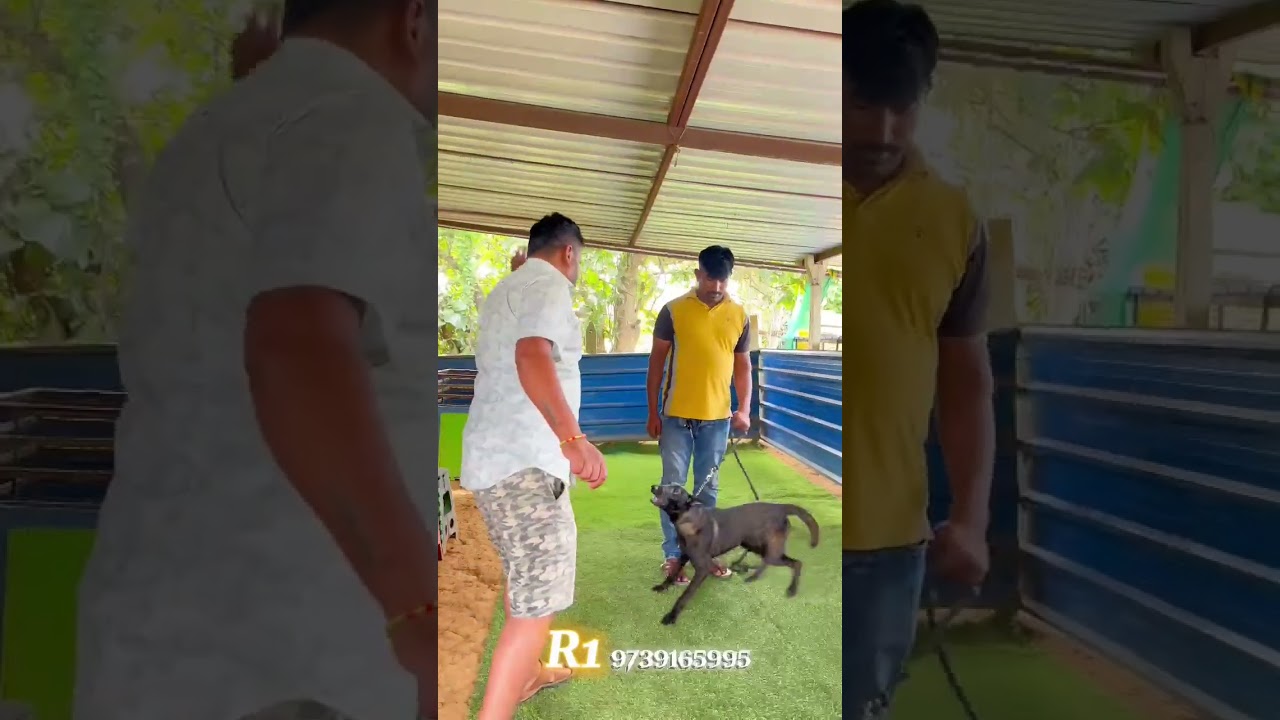 ISO CERTIFIED ACADEMY RANJITH R1 DOG TRAINING SCHOOL & TRINER'S TRAINING SCHOOL.. FOR DOG owner's