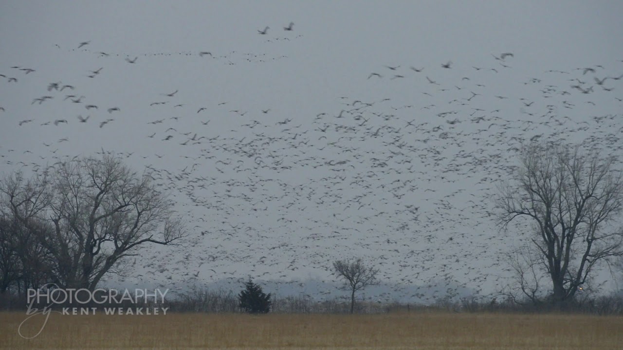Sandhill Crane Migration At 26 Sec You Won't Believe Your Eyes