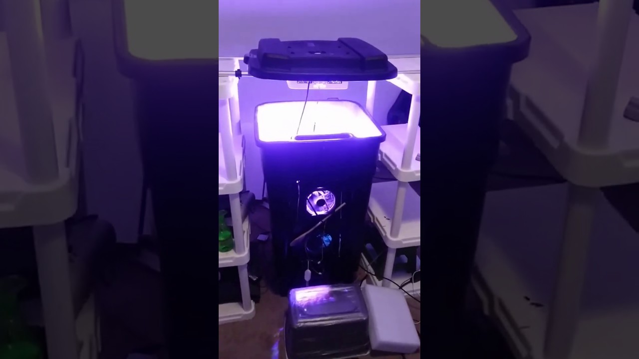 Hydroponics Setup/ White LSD Auto Feminized/ Garbage can grow.