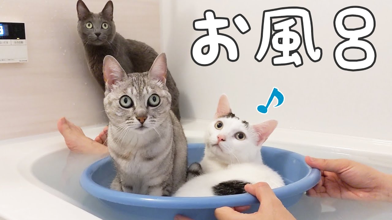 寒い日は猫たちとお風呂に入ります！