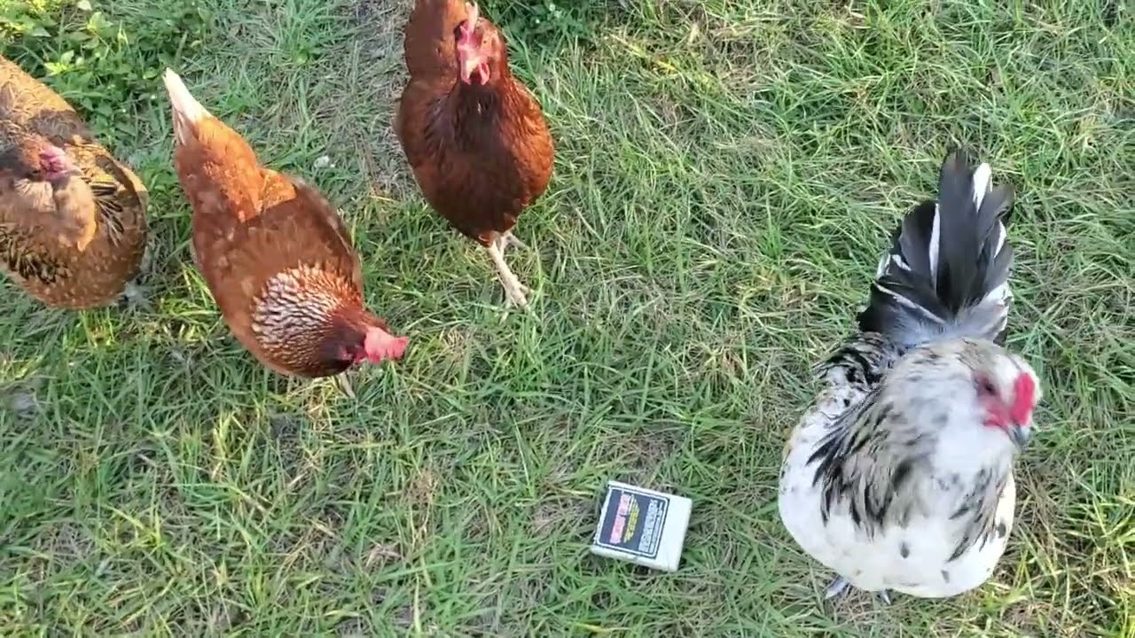 Atari 2600 Donkey Kong with Chickens!