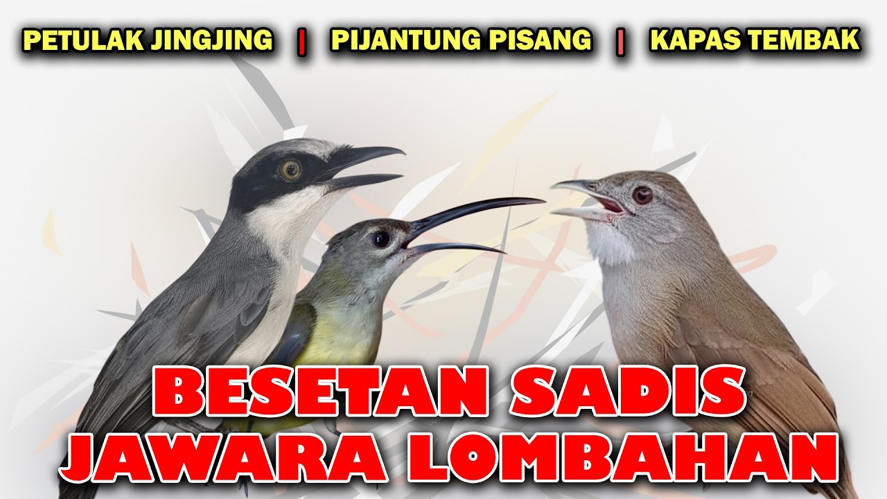 MASTERAN KASAR BESETAN TANDES JINGJING PETULAK PIJANTUNG PISANG KAPAS TEMBAK