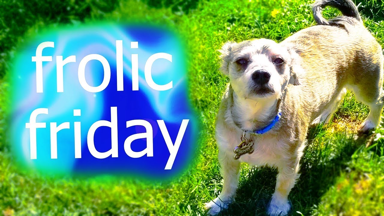 ANIMAL WEEK on the Subreddit! // FROLiC #19