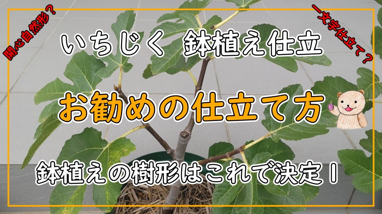【いちじく】鉢植えのお勧めの樹形 仕立て方 人気の仕立て方は？