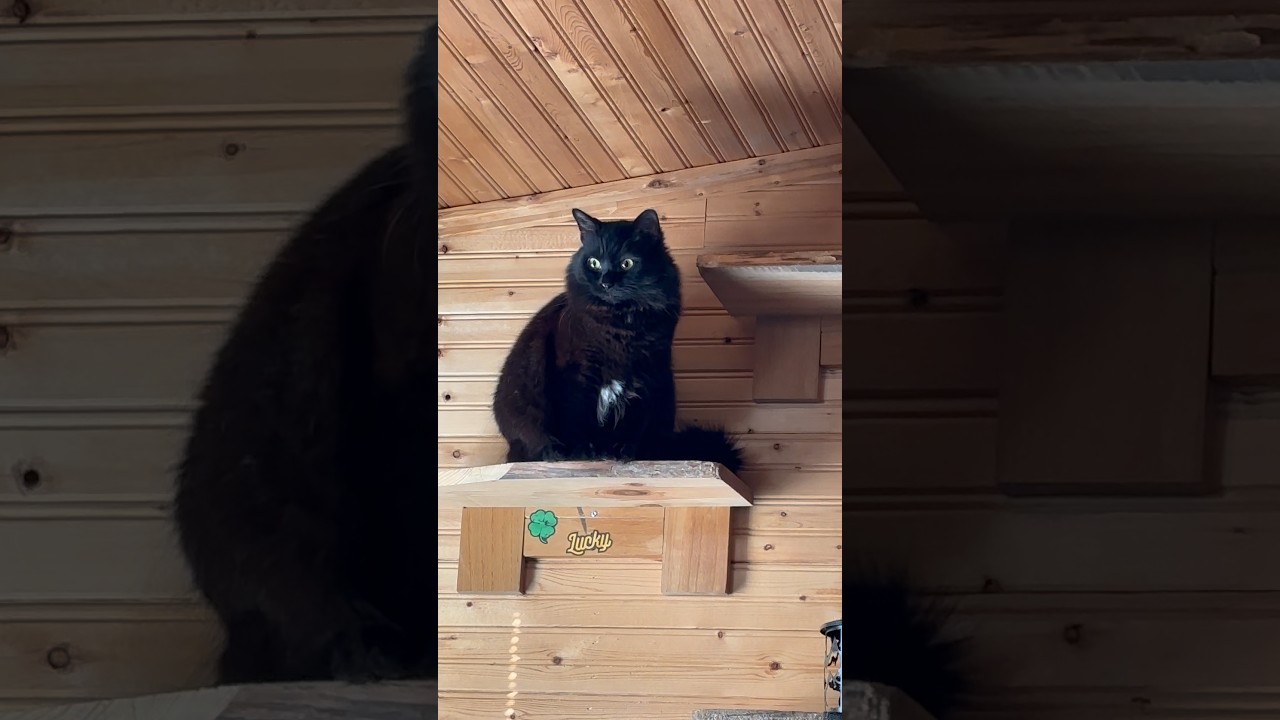 Big trouble with Little Foot🐈‍⬛😼😻