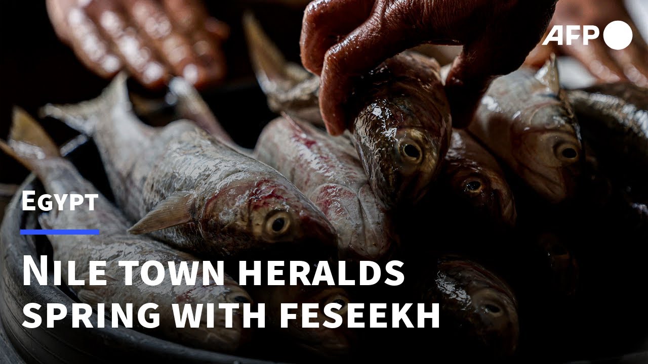 Egyptian town heralds spring with pungent fish delicacy | AFP