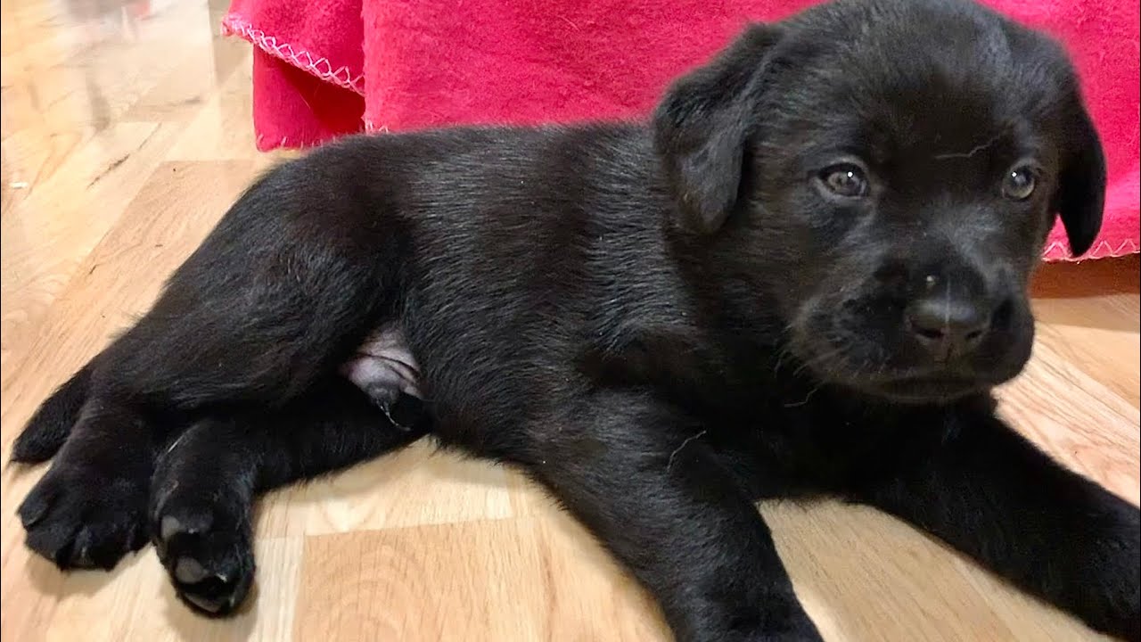 Crazy puppy destroying my bra on the door 🤣😂🤣 hilarious and kind of normal 😀